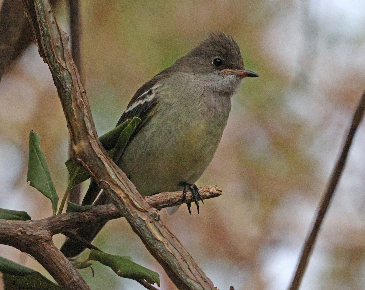 Noronha Elaenia - ML640191107