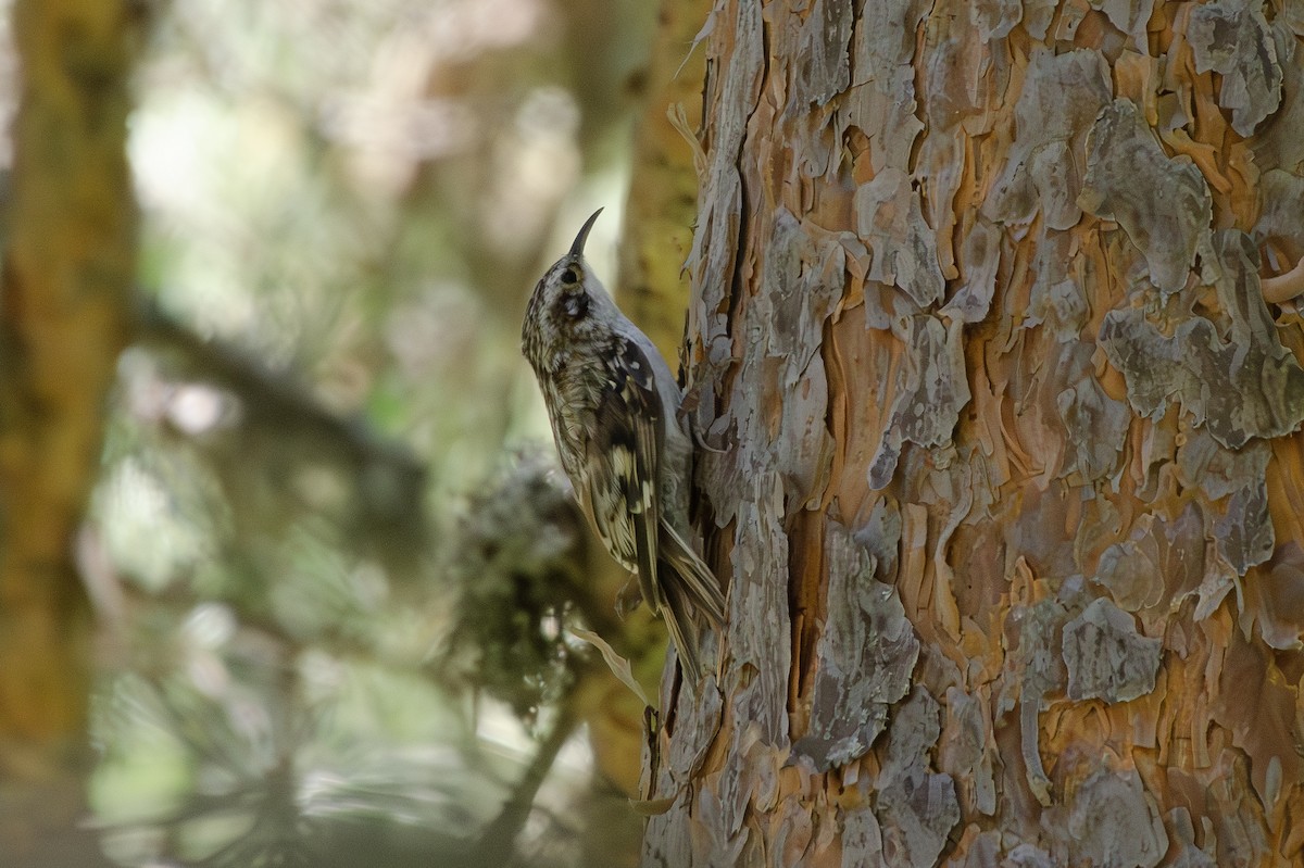 Eurasian Treecreeper - ML640191144