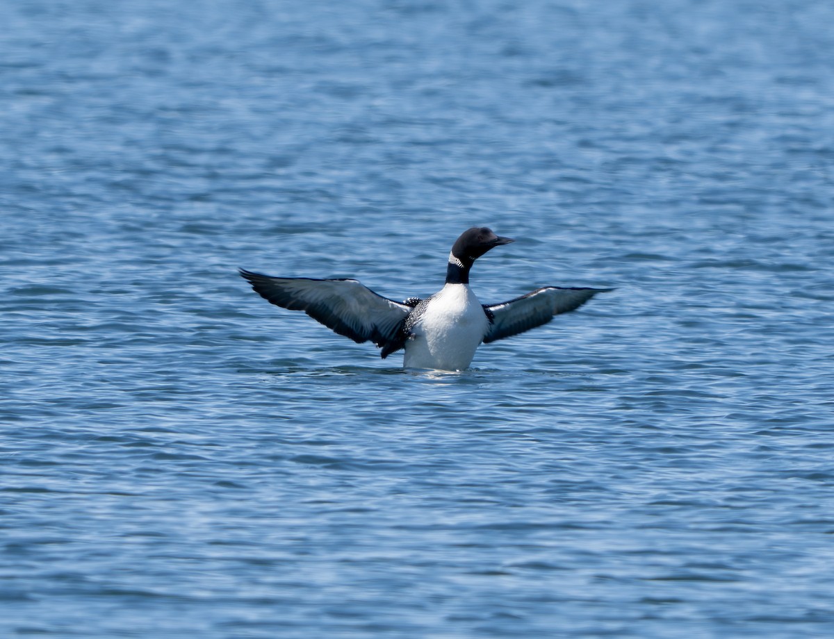 Common Loon - ML640191158