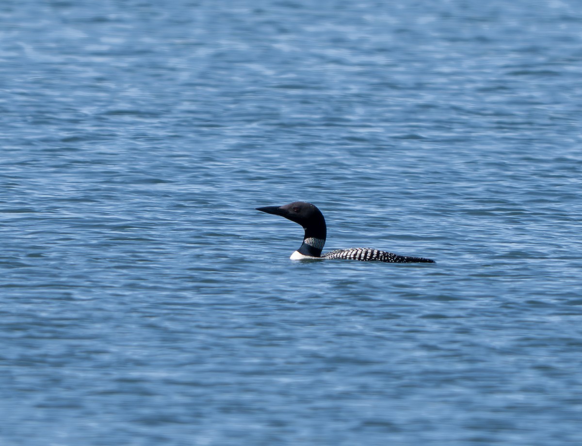 Common Loon - ML640191160