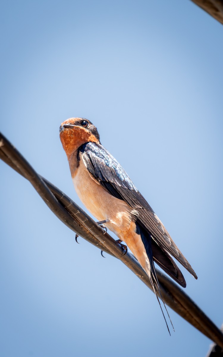Barn Swallow - ML640191251