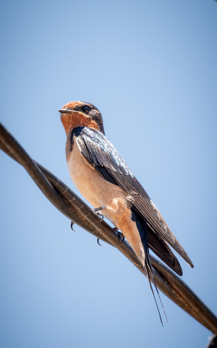 Barn Swallow - ML640191252