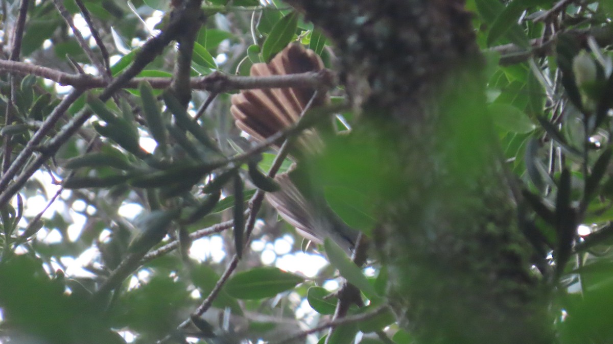 African Crested Flycatcher (Southern) - ML640191256