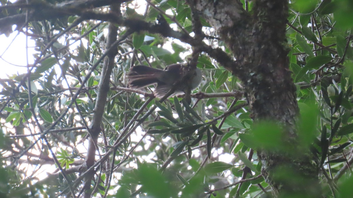 African Crested Flycatcher (Southern) - ML640191257