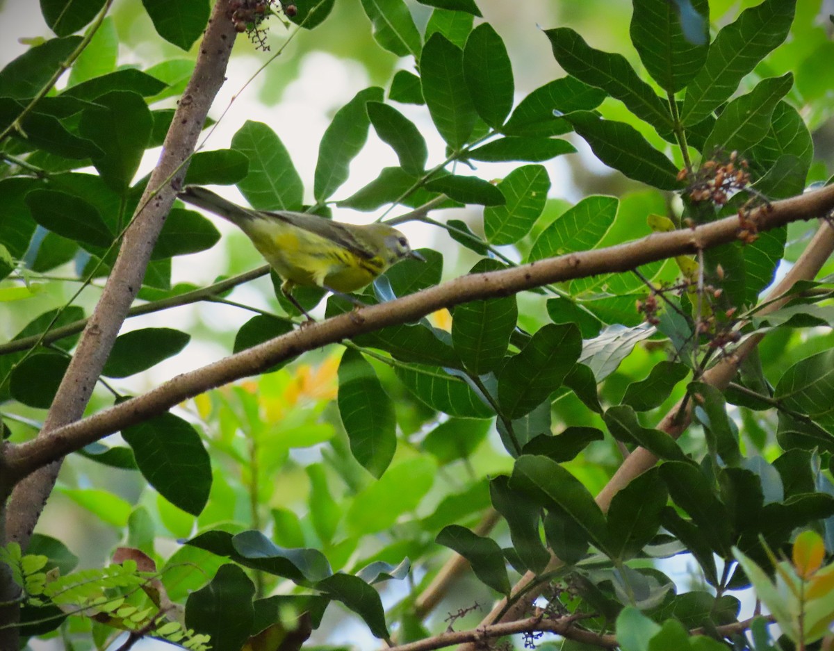 buskparula - ML640191259