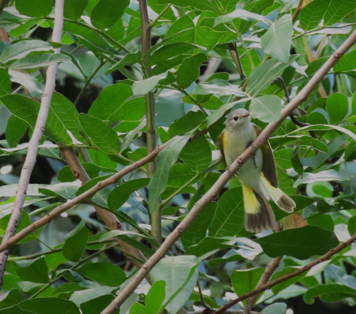 rødstjertparula - ML640191263