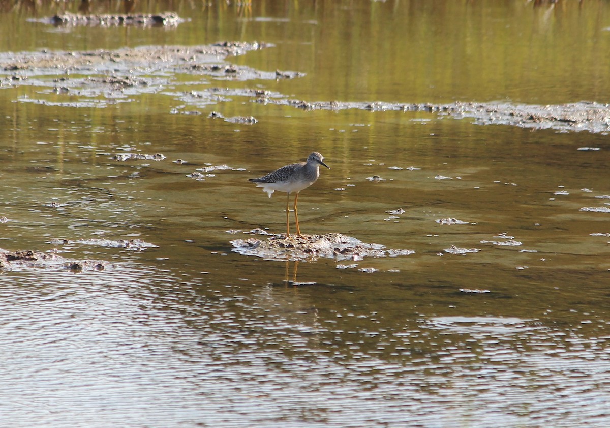 Lesser Yellowlegs - ML640191290