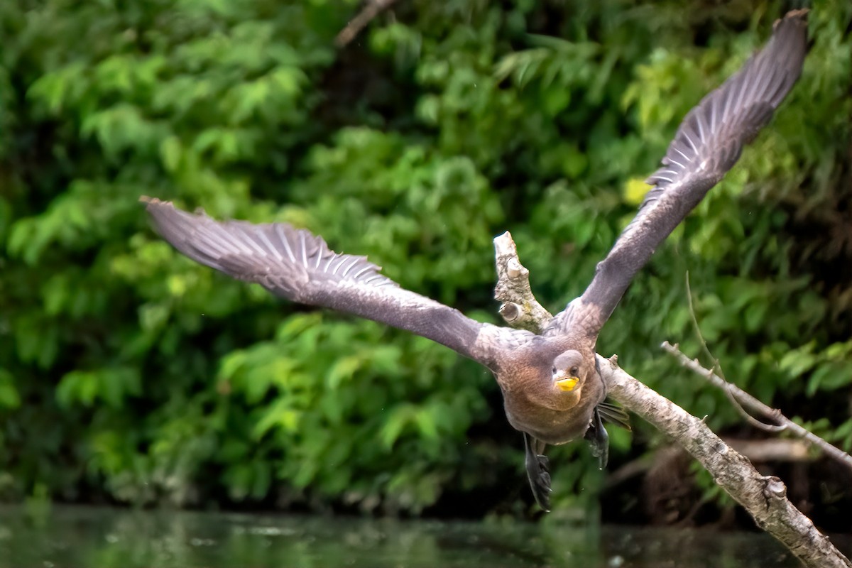 Double-crested Cormorant - ML640191314