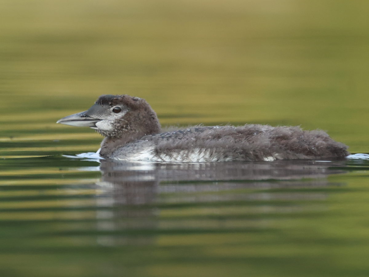 Common Loon - ML640191349