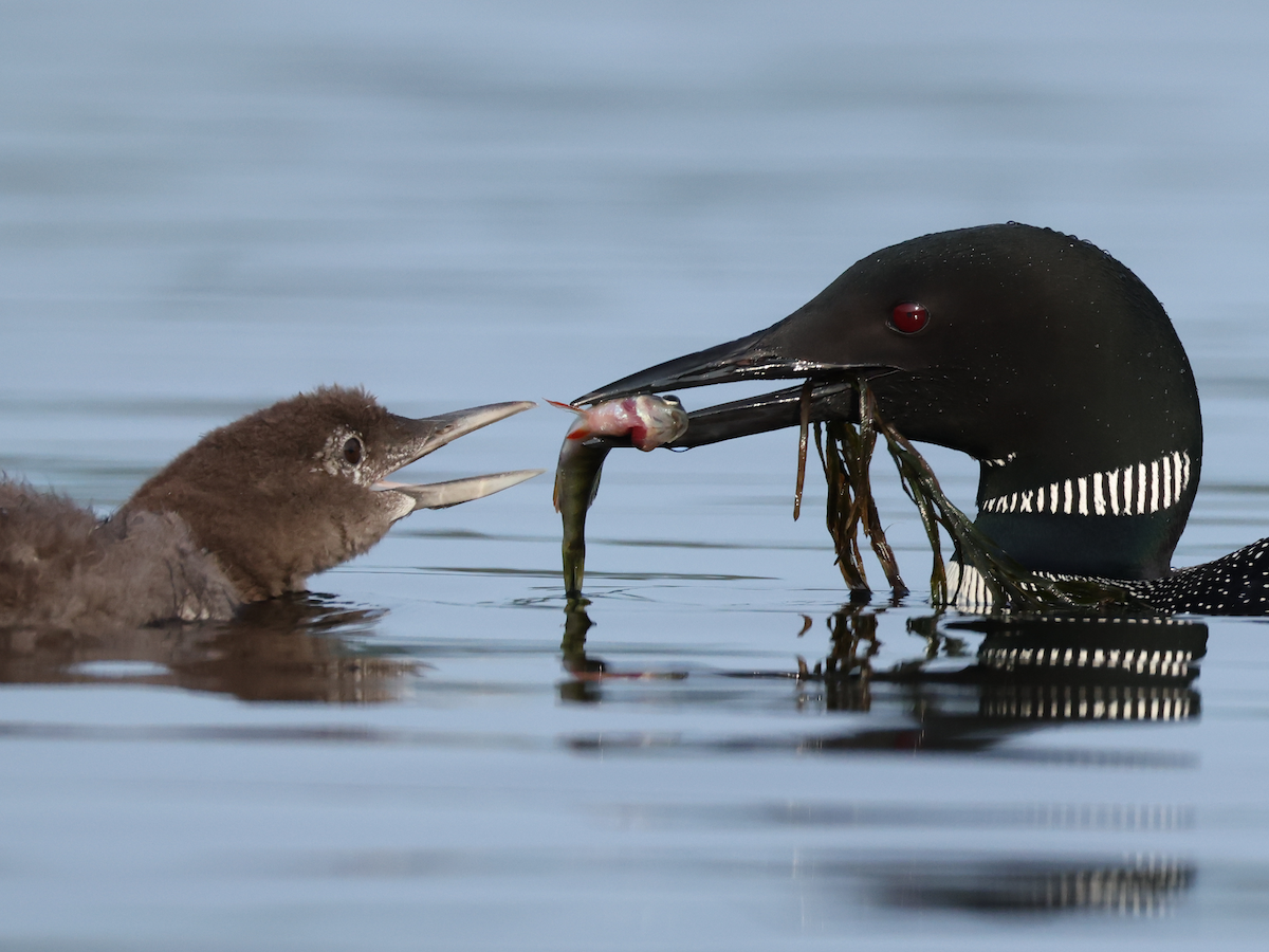 Common Loon - ML640191351