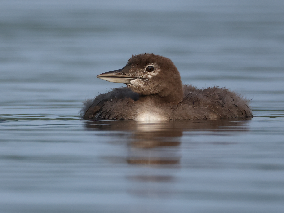 Common Loon - ML640191354