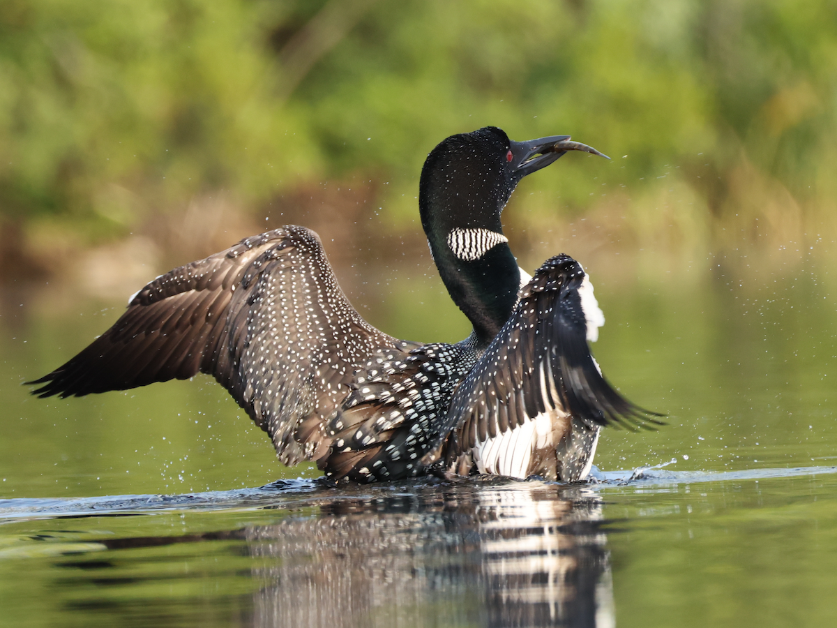 Common Loon - ML640191355