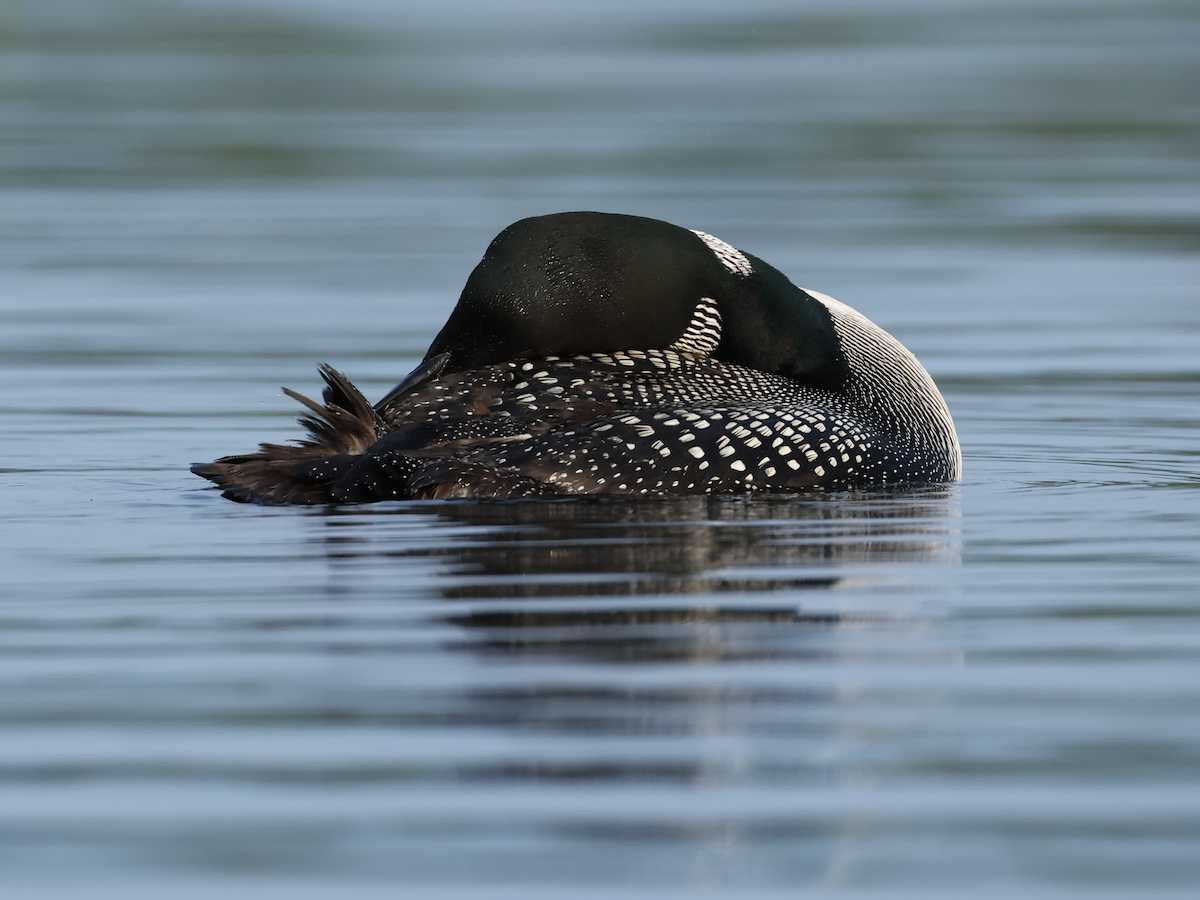 Common Loon - ML640191356