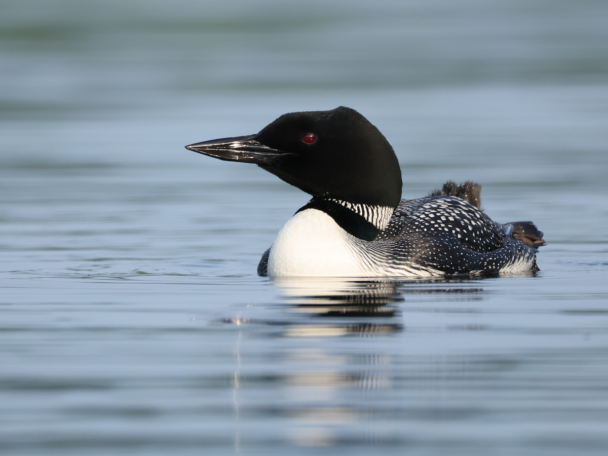 Common Loon - ML640191357