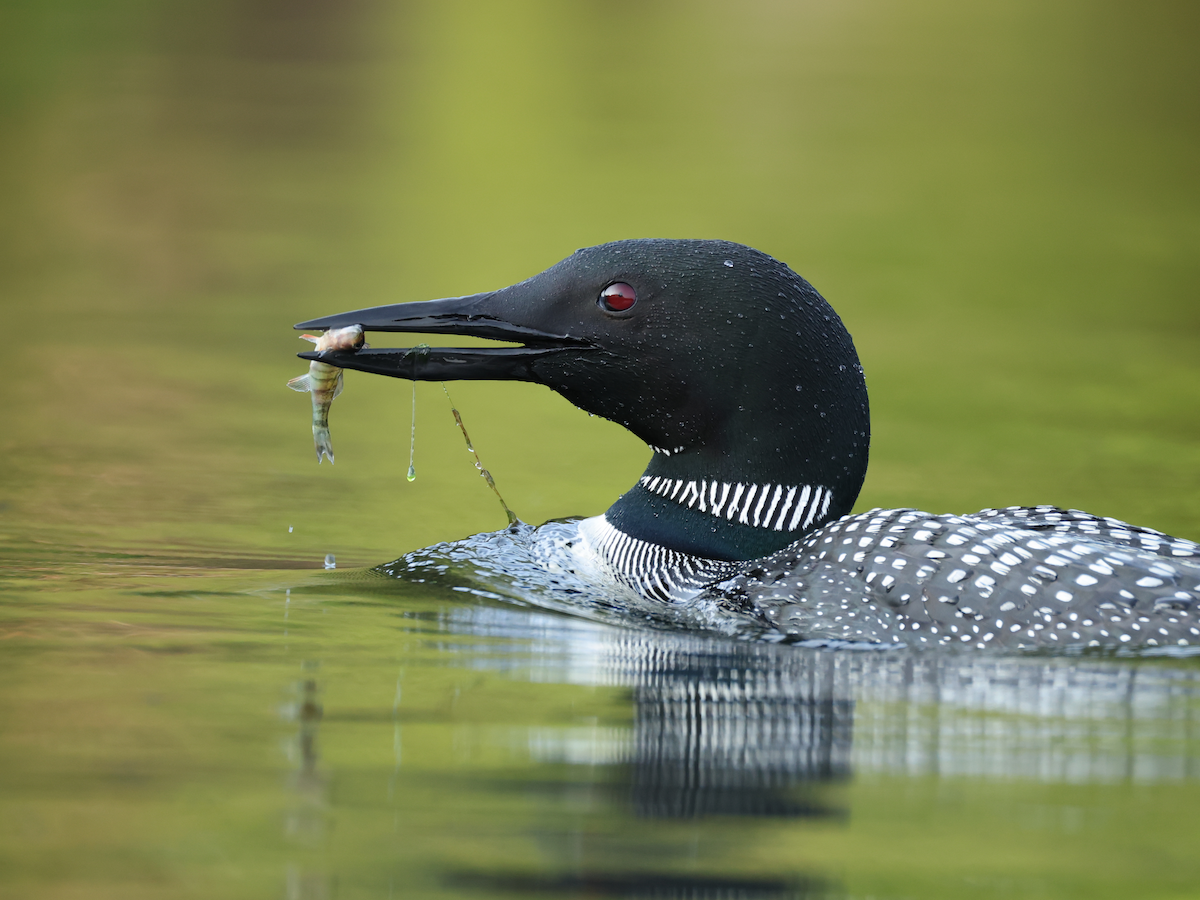 Common Loon - ML640191358