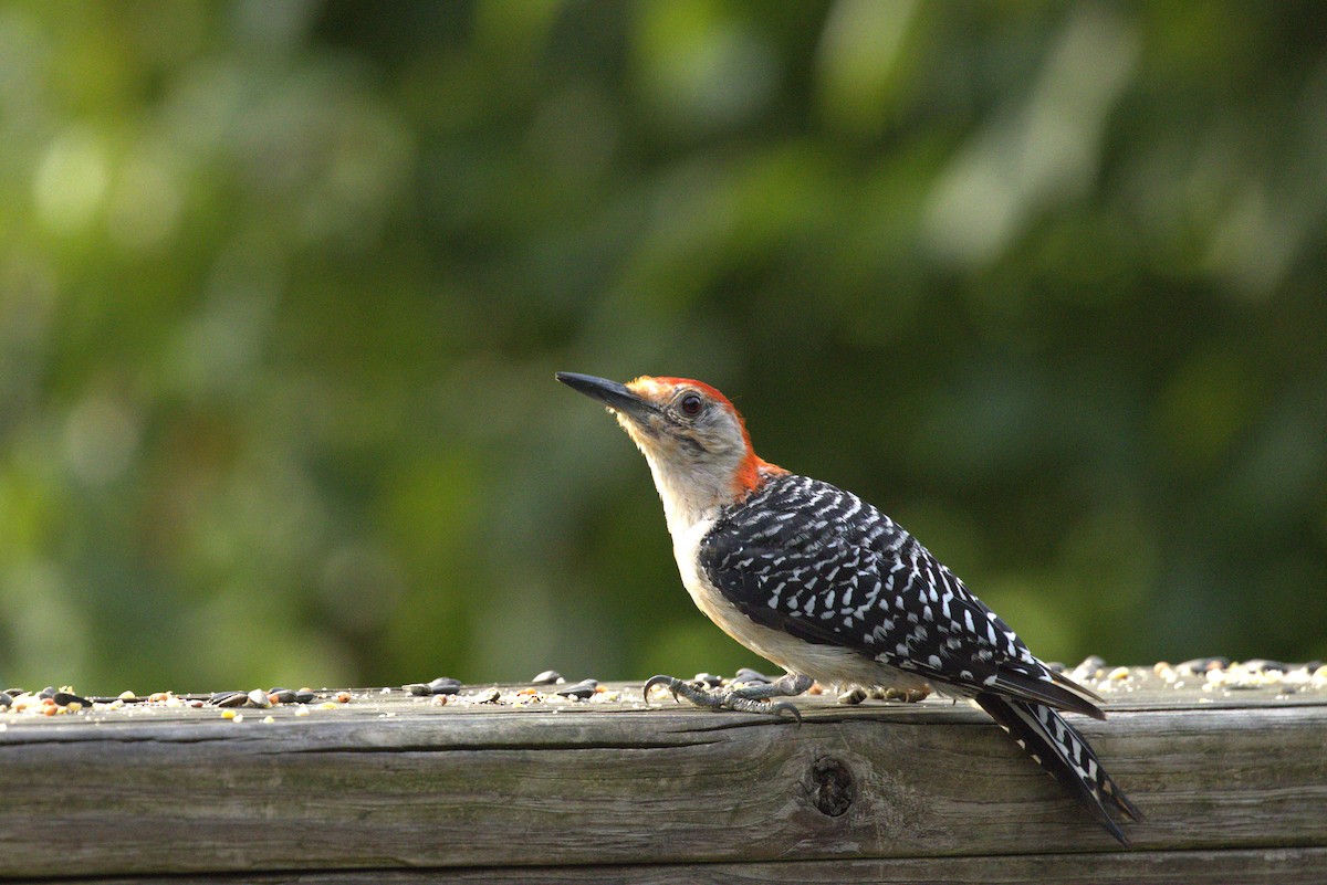 Red-bellied Woodpecker - ML640191382