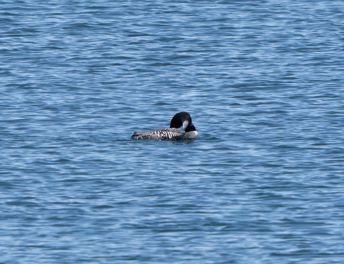 Common Loon - ML640191399