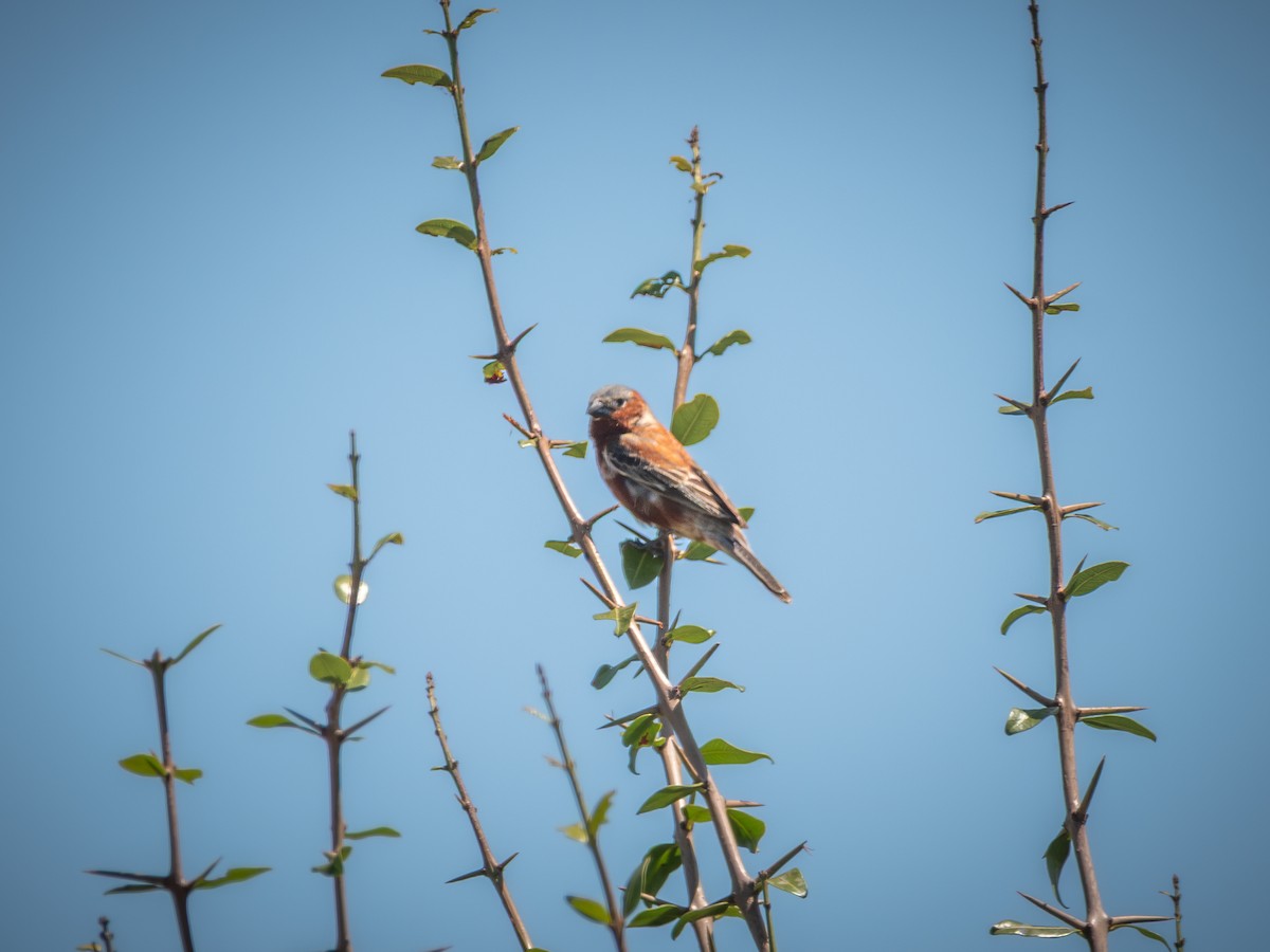 Chestnut Seedeater - ML640191429