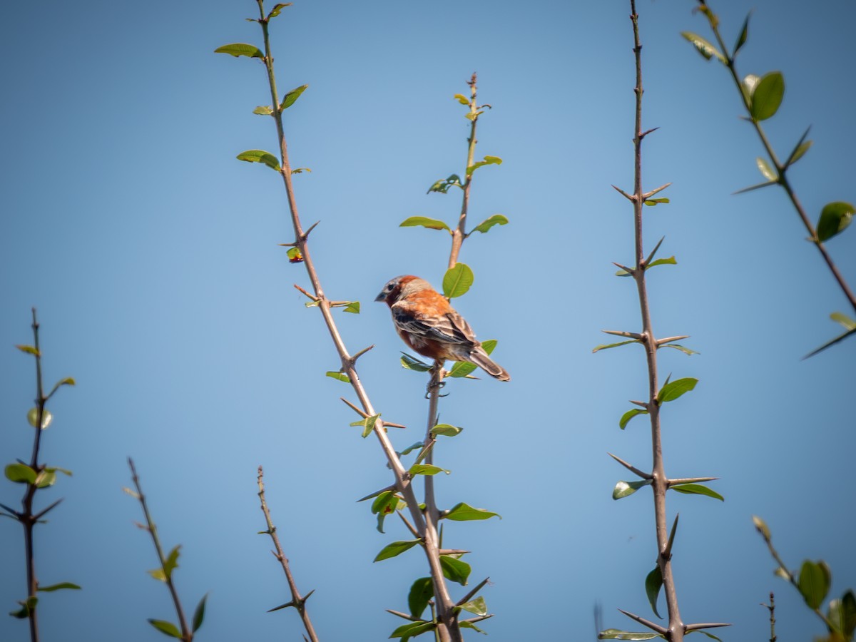 Chestnut Seedeater - ML640191430