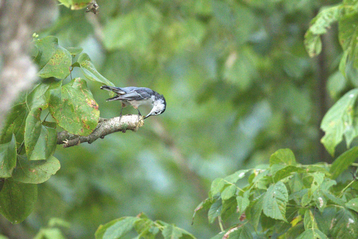 White-breasted Nuthatch - ML640191446