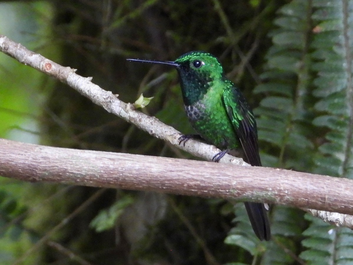 Rufous-vented Whitetip - ML640191449