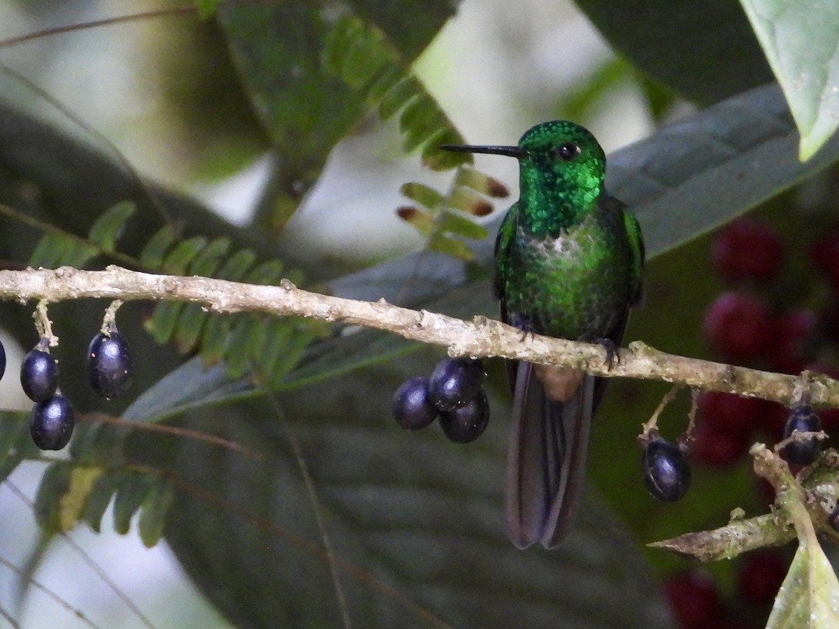 Rufous-vented Whitetip - ML640191450