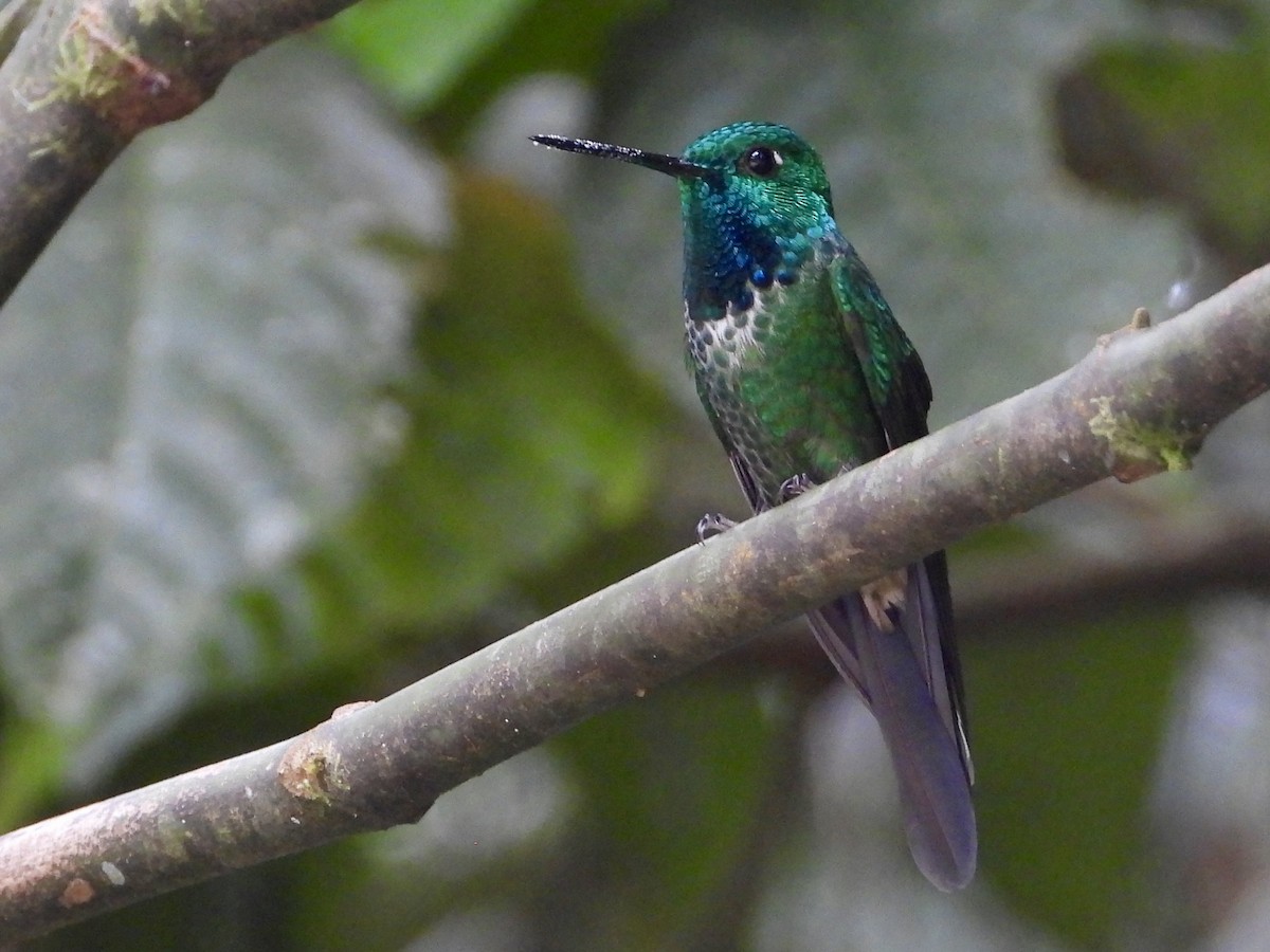 Rufous-vented Whitetip - ML640191451
