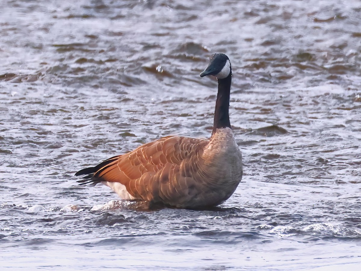 Канад галуу - ML640191454