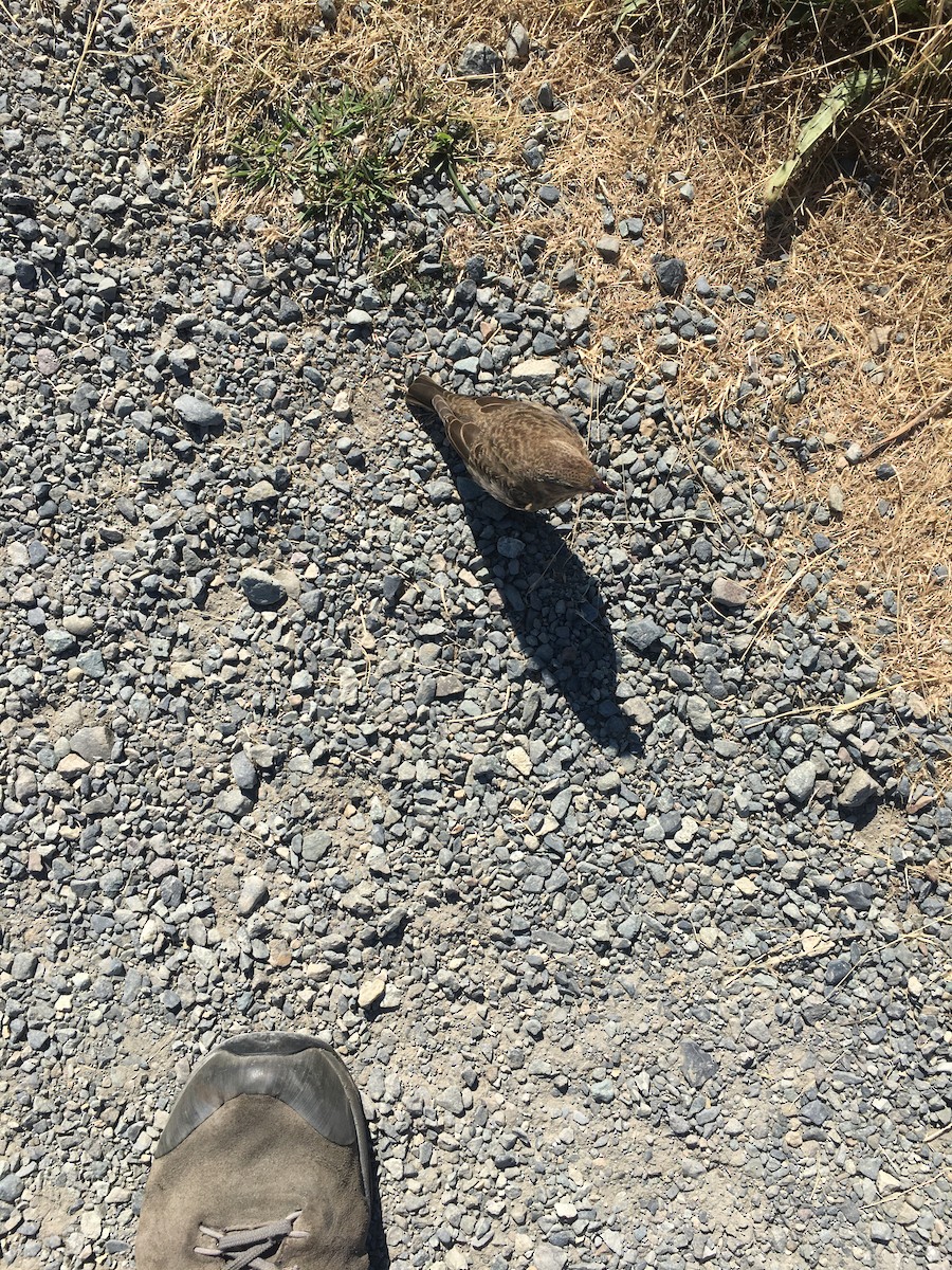 Brown-headed Cowbird - ML640191464