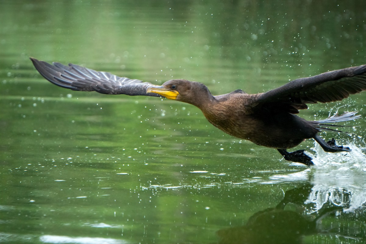 Double-crested Cormorant - ML640191491