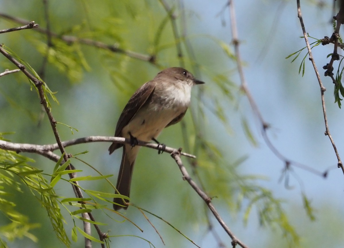 Eastern Phoebe - ML640191504