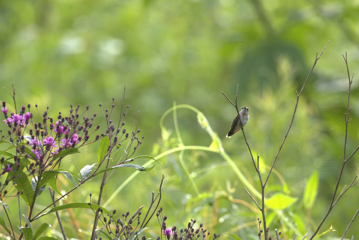 Ruby-throated Hummingbird - ML640191522