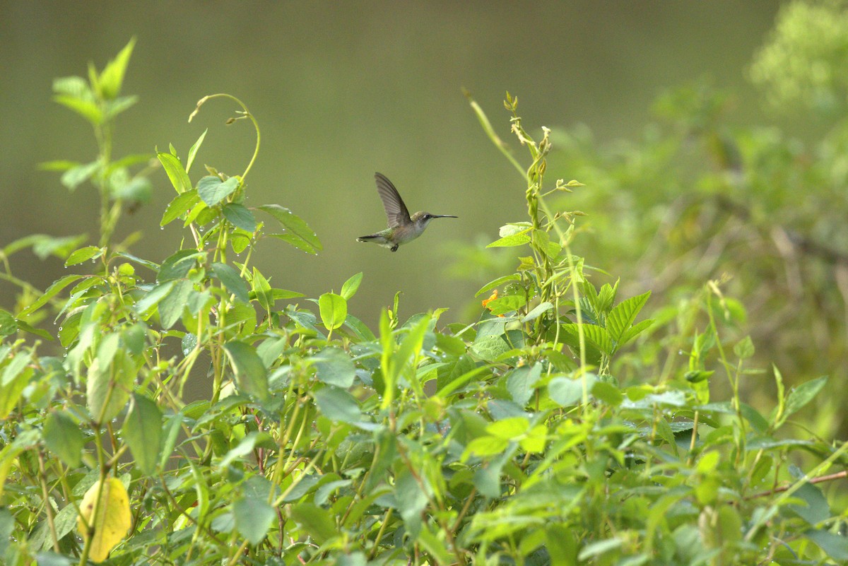 Ruby-throated Hummingbird - ML640191523