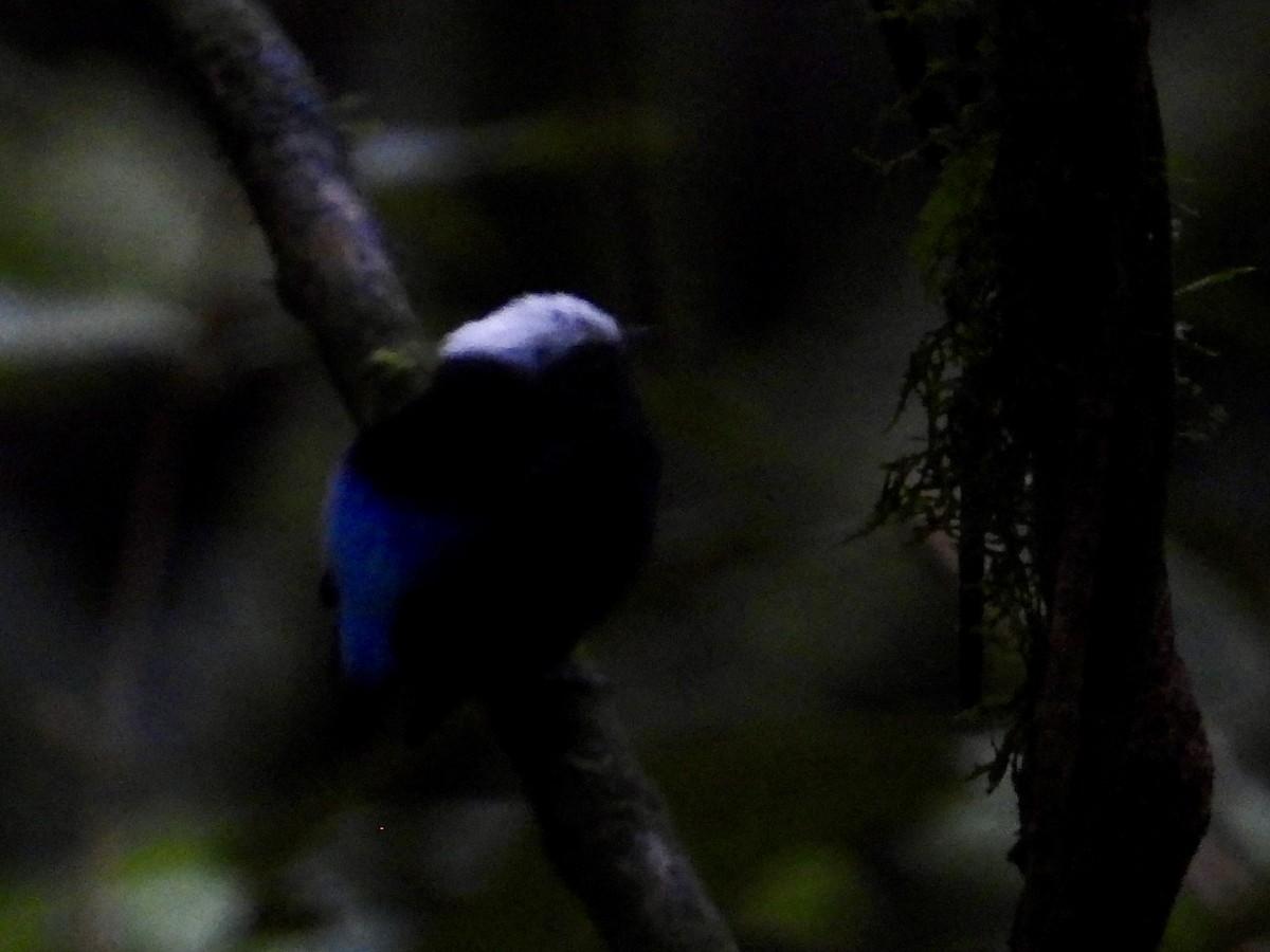 blågumpmanakin - ML640191531
