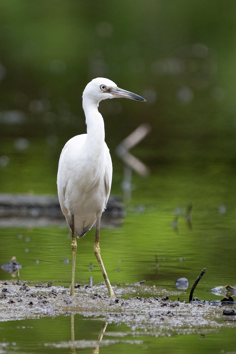Little Blue Heron - ML640191532