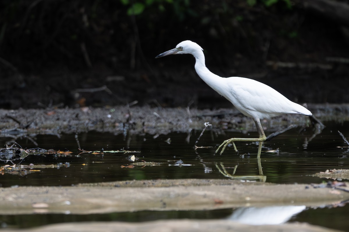 Little Blue Heron - ML640191533