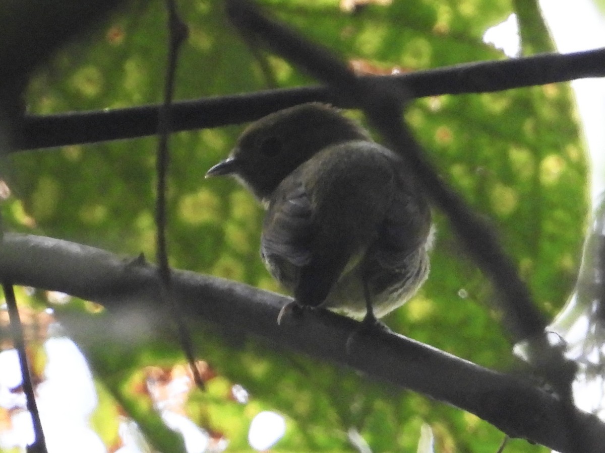 rødstripemanakin - ML640191539