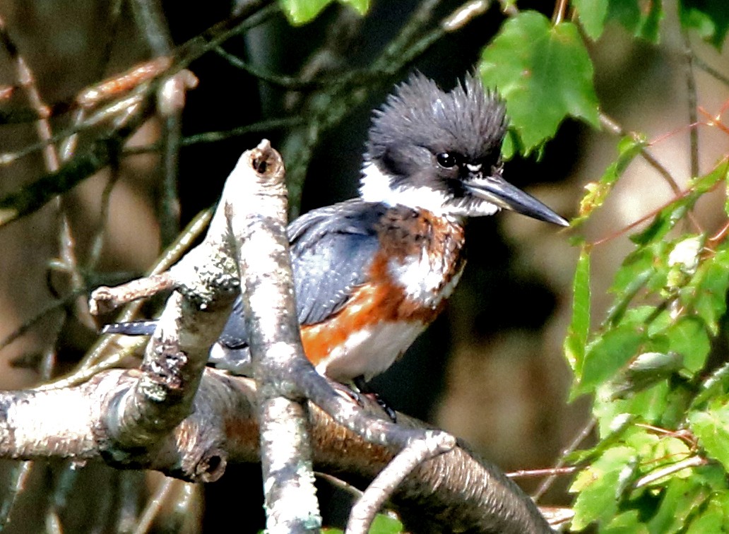 Опоясанный зимородок - ML640191547