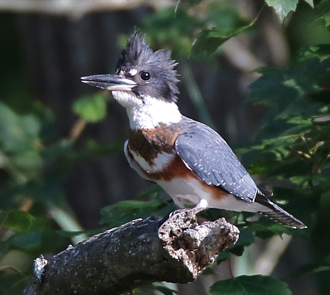 Опоясанный зимородок - ML640191548