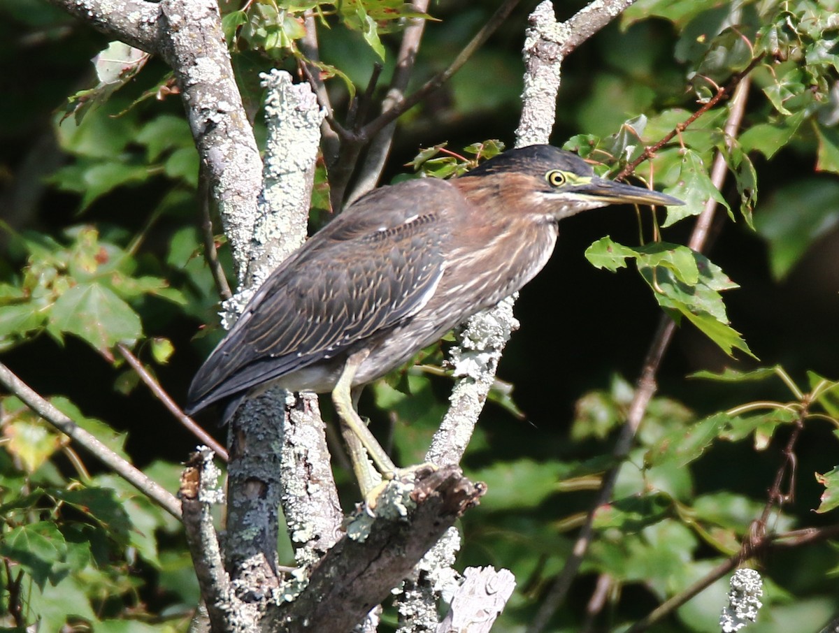 Зеленоспинная цапля - ML640191552