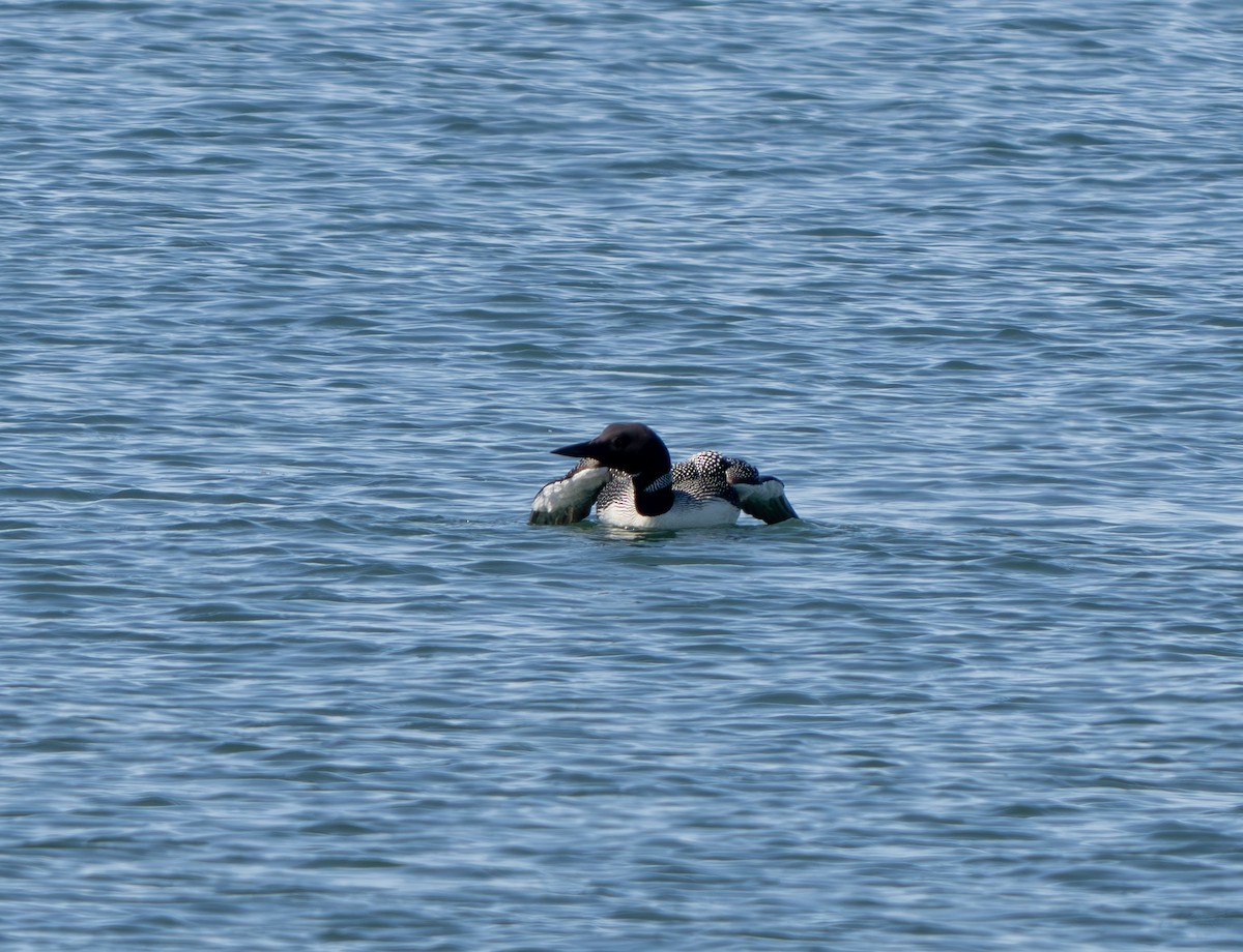 Common Loon - ML640191558