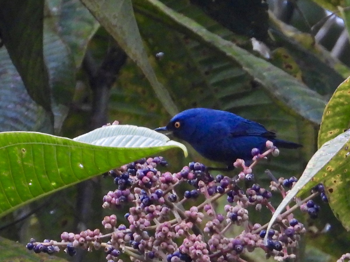 Deep-blue Flowerpiercer - ML640191598