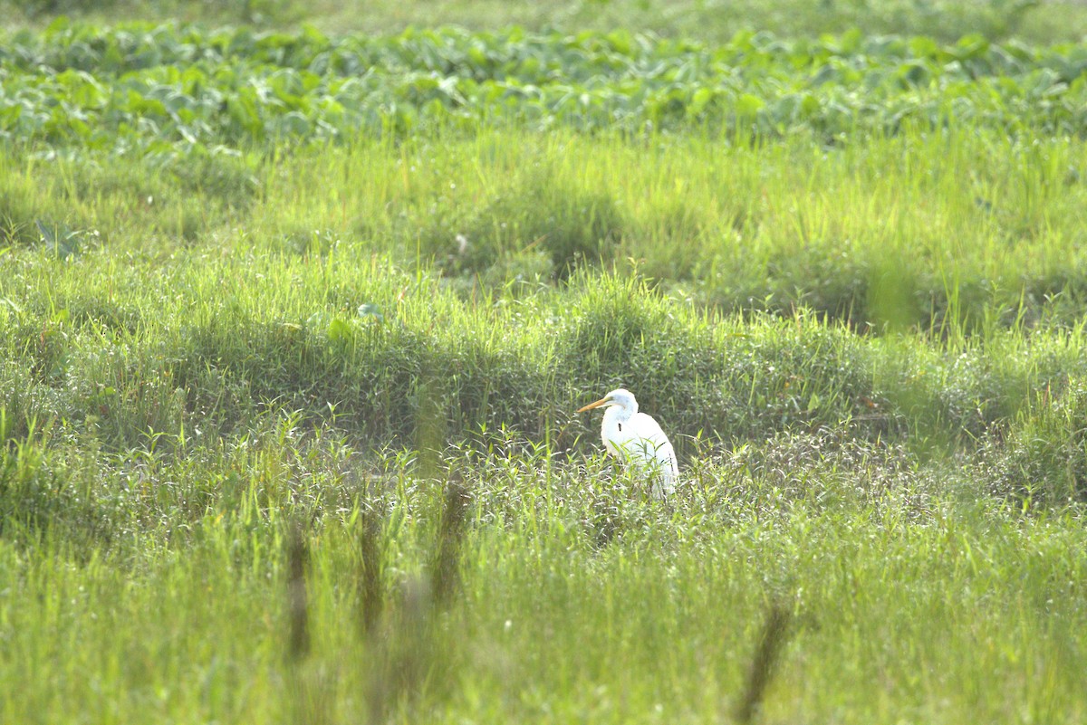Great Egret - ML640191604