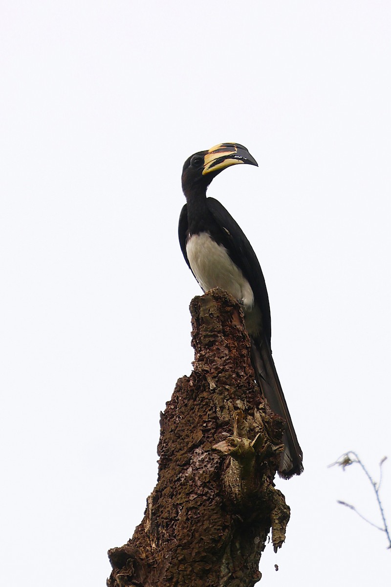 West African Pied Hornbill - ML640191618
