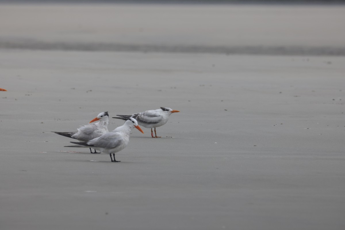 Royal Tern - ML640191654