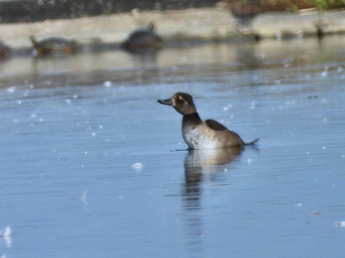 Ring-necked Duck - ML640191722