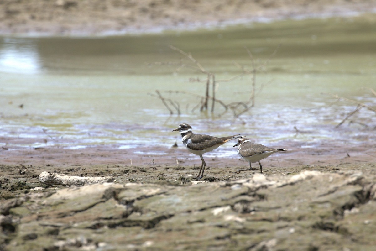 Killdeer - ML640191780