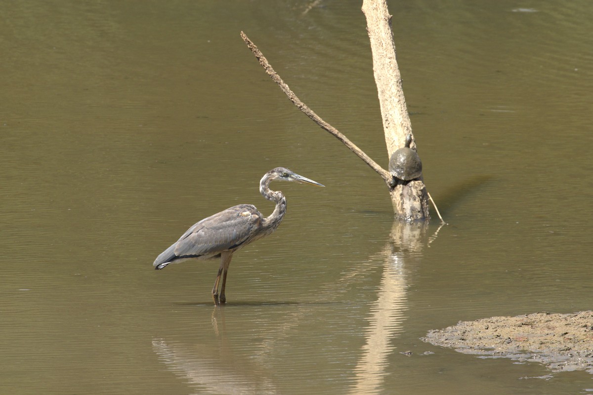 Great Blue Heron - ML640191782