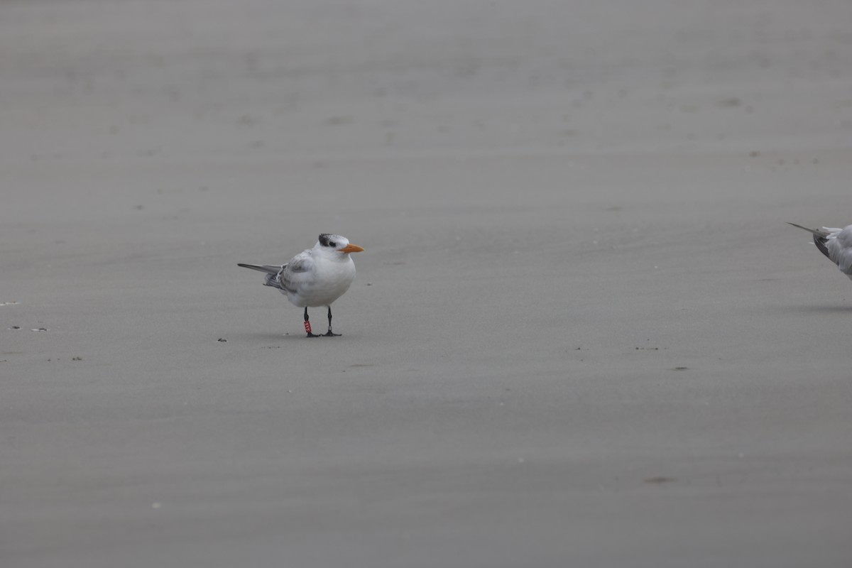 Royal Tern - ML640191793