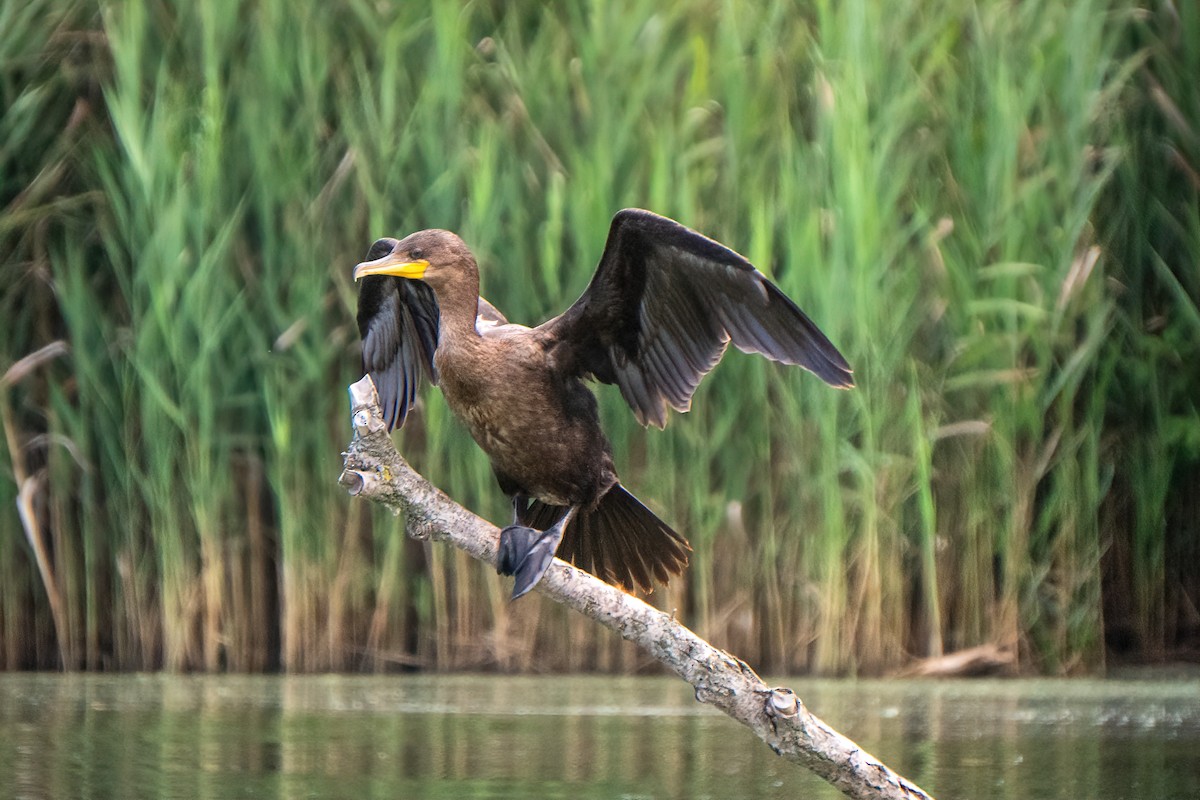 Double-crested Cormorant - ML640191802